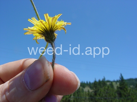 hawkweed, mouseear